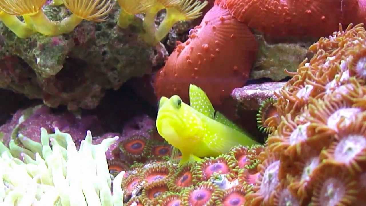[02] Biocube 29 Gallon Reef Tank - Update 1