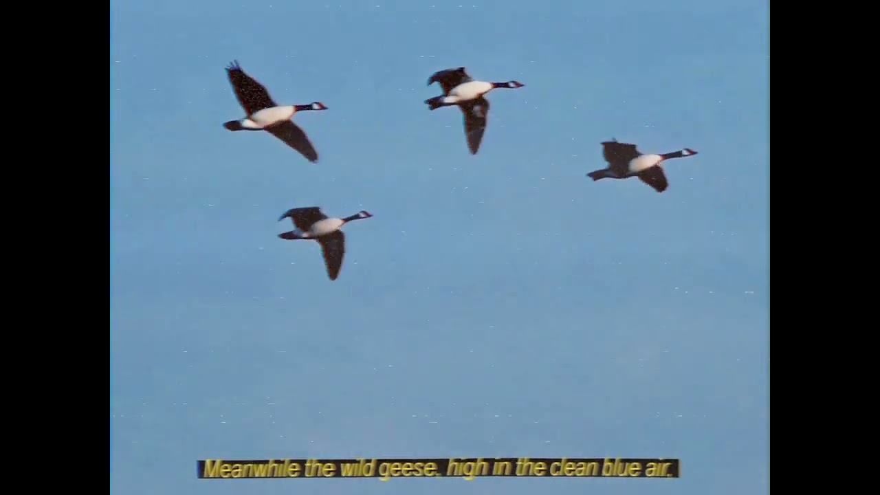 Wild geese by Mary Oliver [Amv]