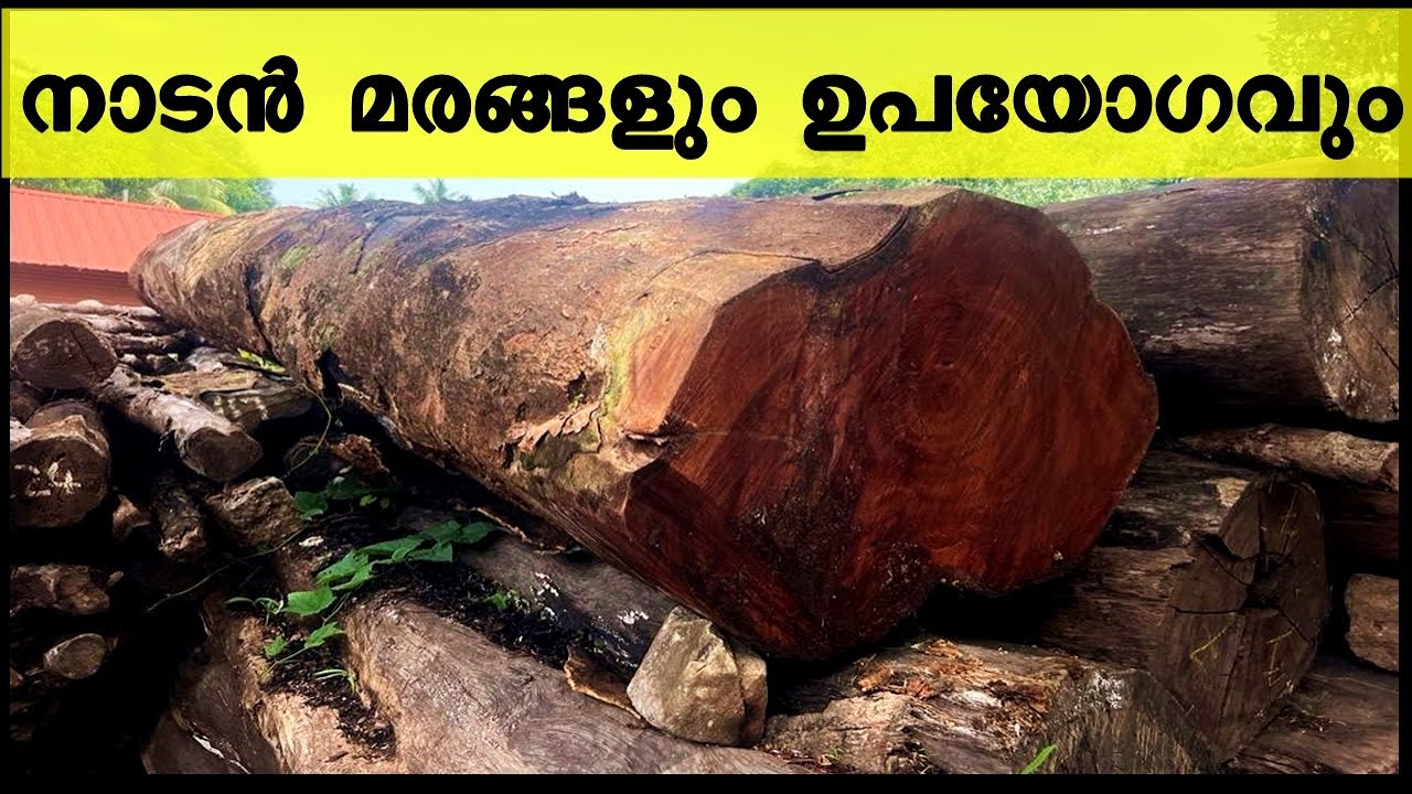 നാടൻ മരങ്ങളും ഉപയോഗവും |  Kerala Timber woods #kerala #viral #teakwood
