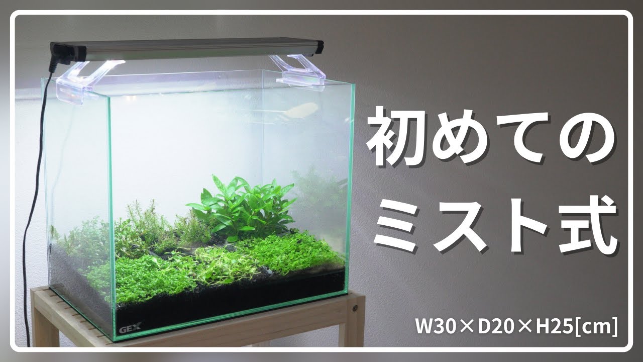 【アクアリウム初心者向け】ミスト式立ち上げを成功に導く方法