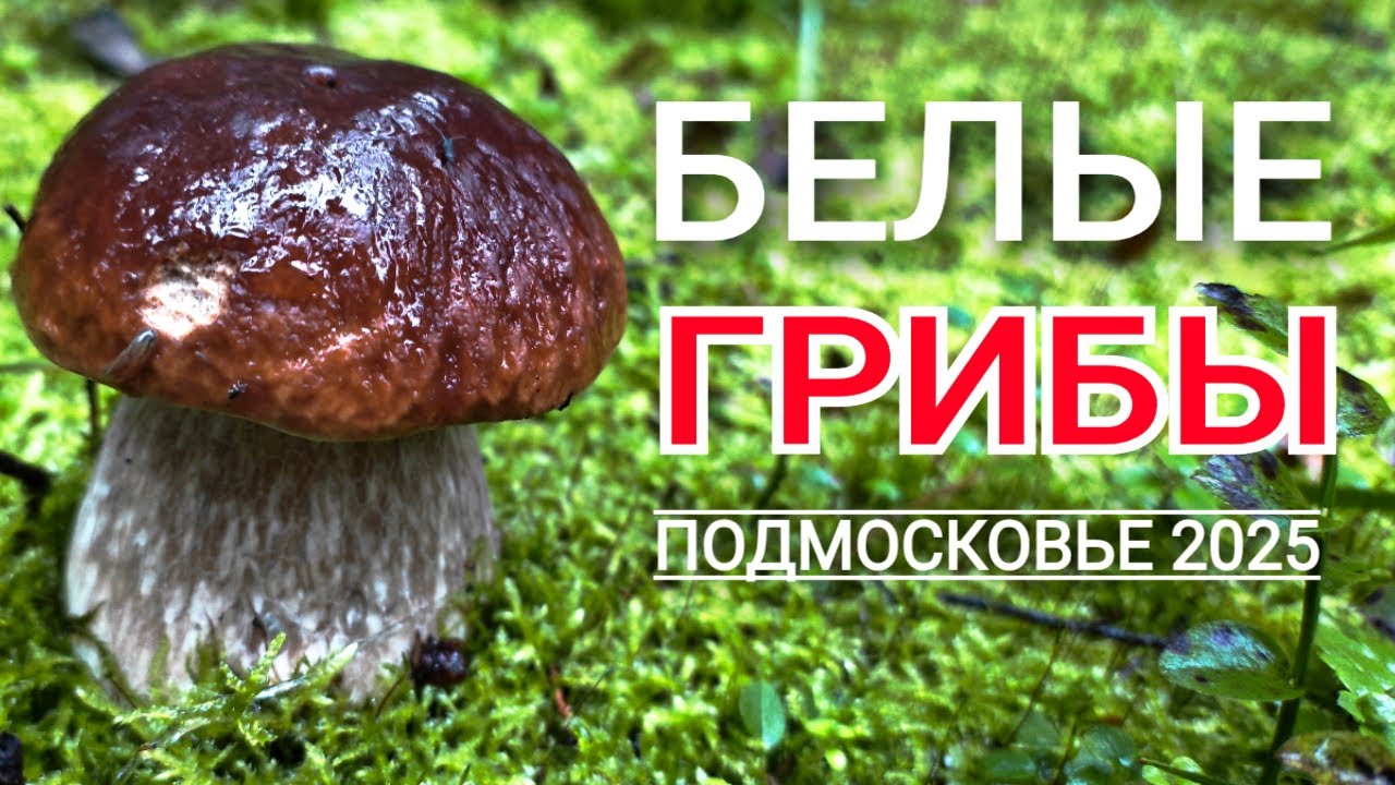 БЕЛЫЕ ГРИБЫ растут на каждом шагу. Нашел грибное место в Подмосковье. Грибы 2025