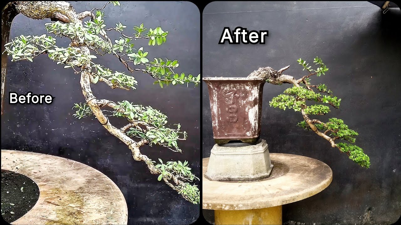 Pruning Santigi Cascade "Phempis acidula bonsai "