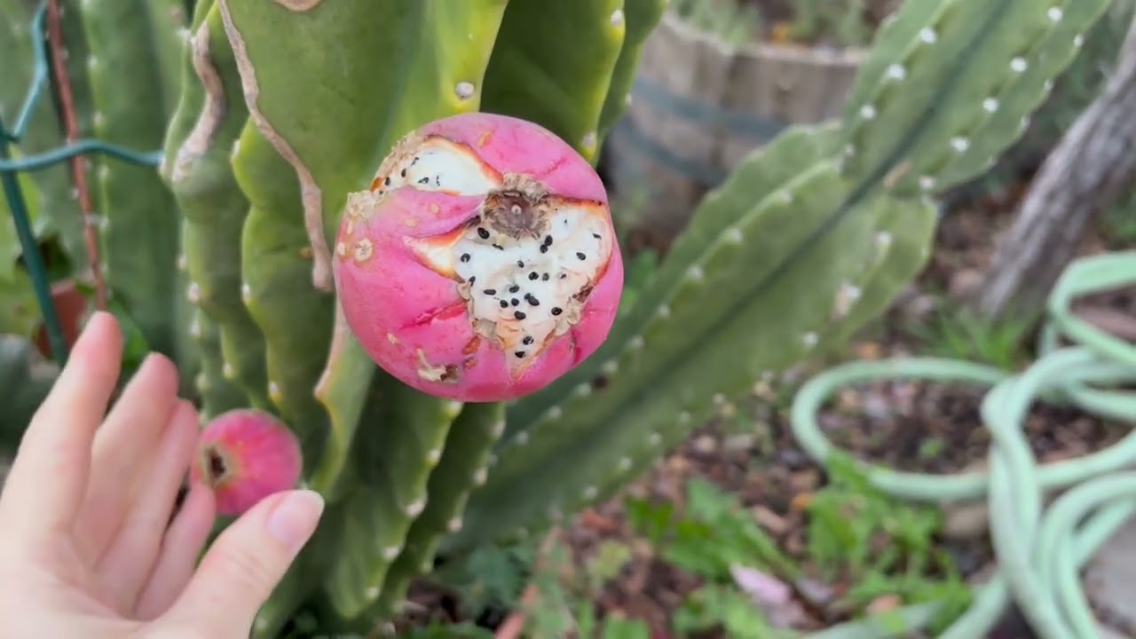 Growing and Harvesting Peruvian Apple Cactus