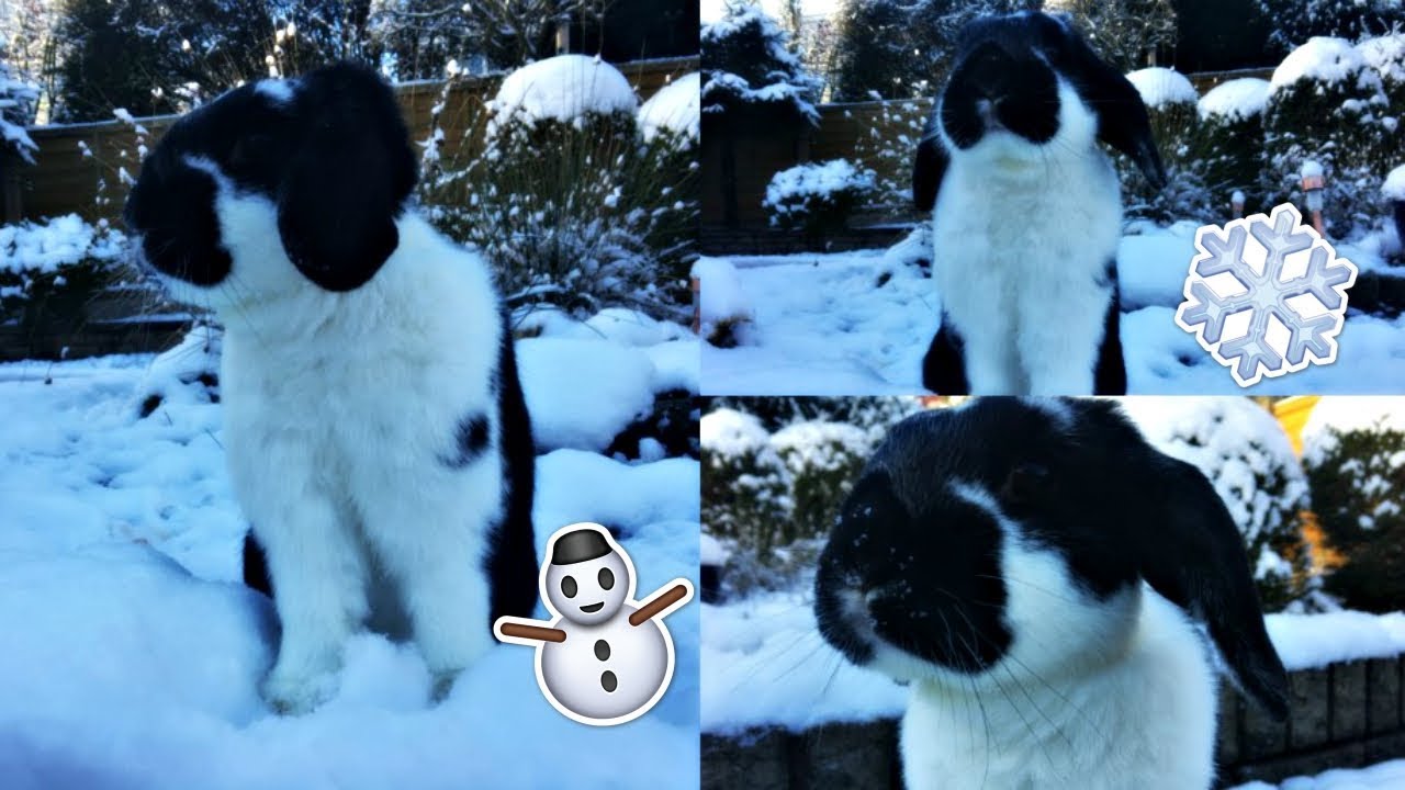 ROSIE IN THE SNOW!❄️☃️