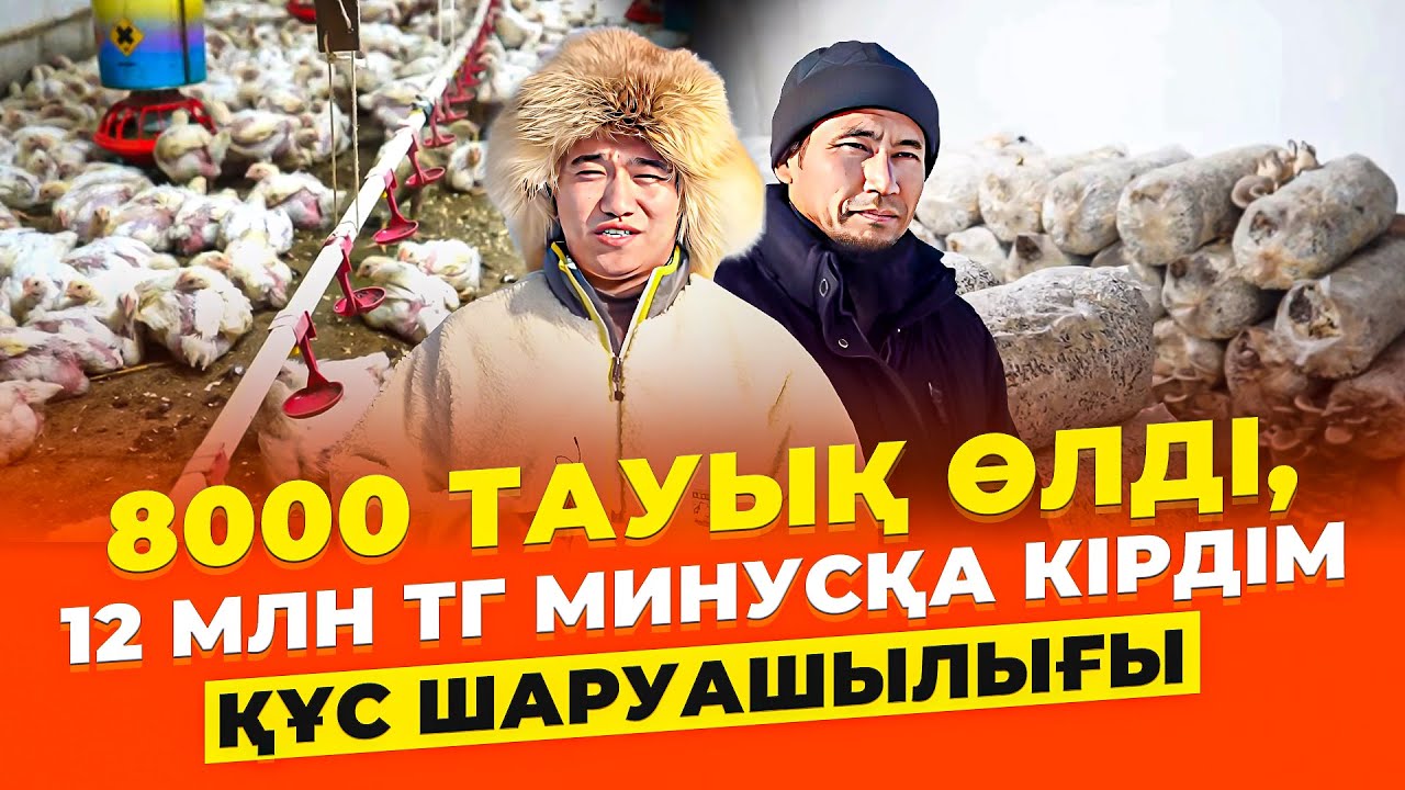 12 млн тг МИНУСТАН қалай шықты? Тауық шаруашылығы. | Құс шаруашылығы.