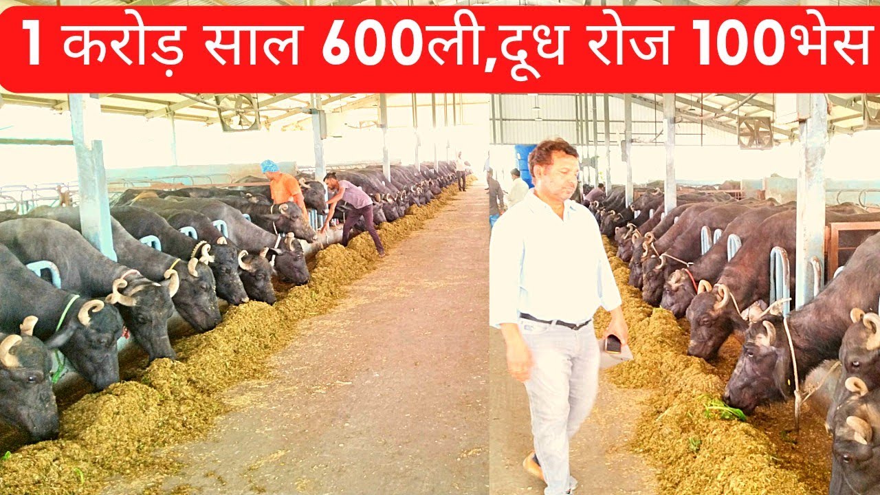 1करोड़ साल 600ली, दुध रोज 100भेस buffalo largest dairy farm #dairysolutionbysatish#