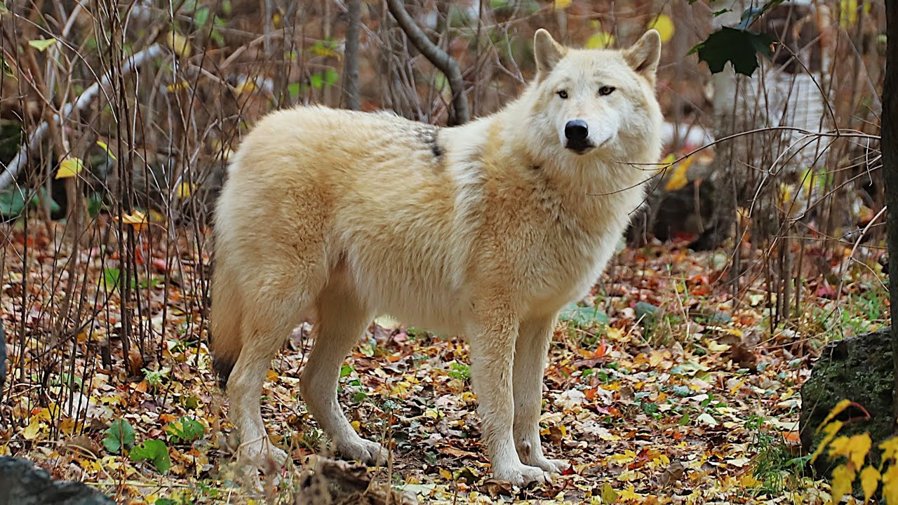 Exhibit Pack Update - 26 October 2024