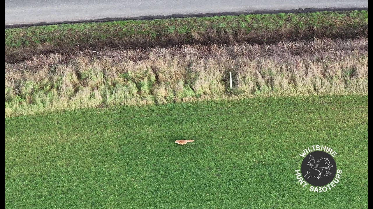 NEW YEARS DAY FOX