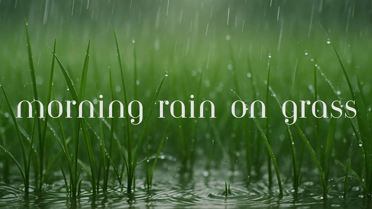 Morning Rain on Grass - Peaceful Drops