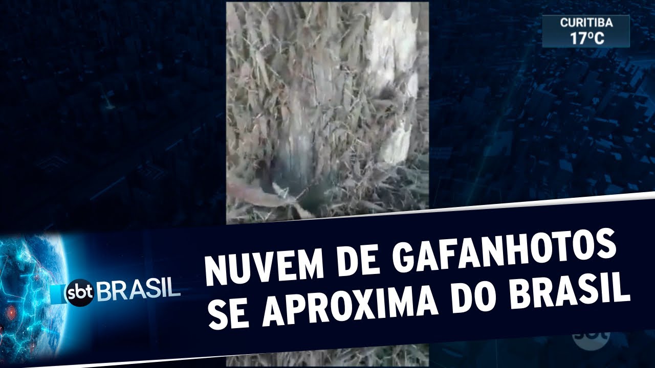Nuvem de gafanhotos se aproxima do Rio Grande do Sul | SBT Brasil (24/06/20)