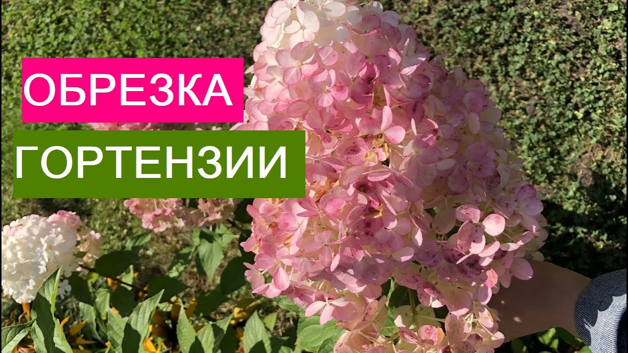 СЕЗОН 2020: ЕЩЕ РАЗ ОБ ОБРЕЗКЕ МЕТЕЛЬЧАТОЙ ГОРТЕНЗИИ