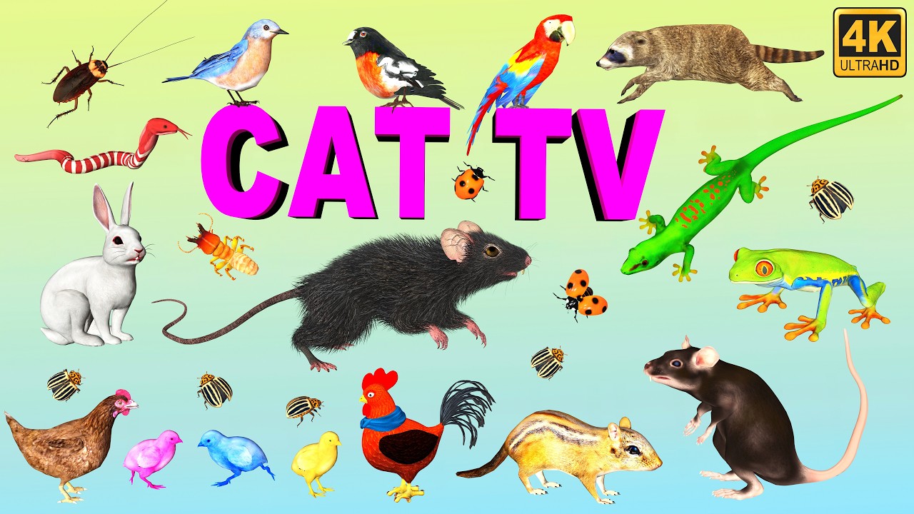 3d TV for Cats | Cat Games Ultimate Compilation Video for Cats to Watch | Cat Entertainment Movie 4K