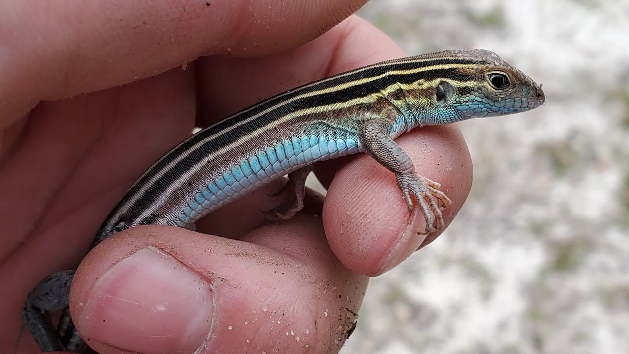 Caught a Six Lined Racerunner