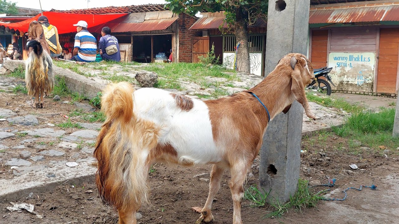1.100‼️ INDUKAN SUPER HARGA OBRAL🔥 Pasar Kambing Jetis Ponorogo