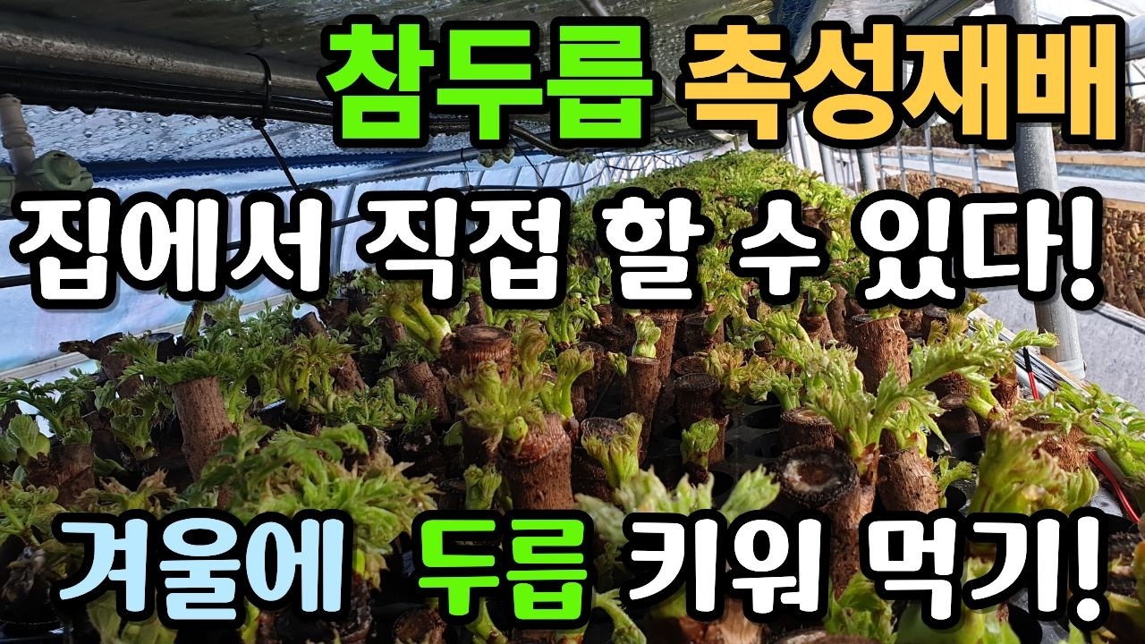 참두릅 촉성재배 - 집에서 먹는 방법 (#신구두릅 #참두릅 #신구종근 #두릅 #종근 #신구종근 #두릅묘목 )