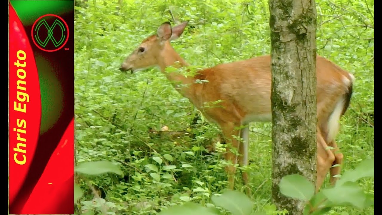 Nature Observation - July Review