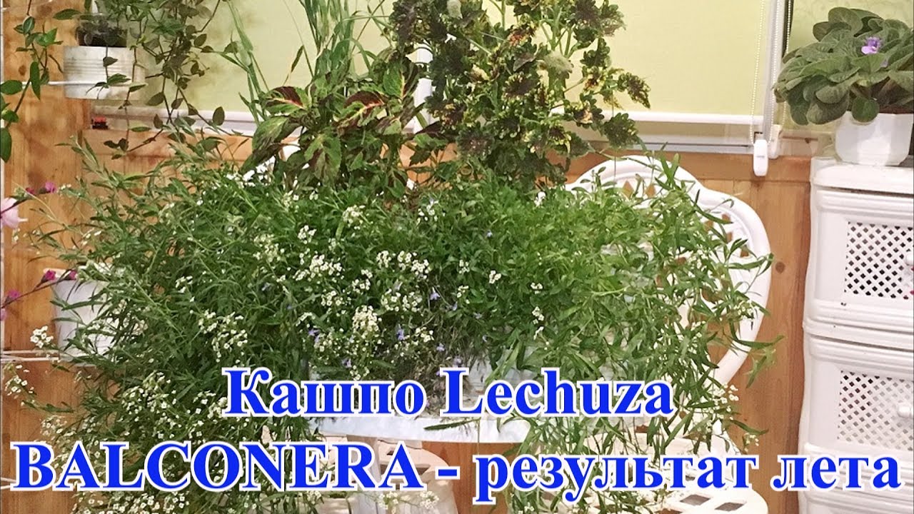 Лечуза кашпо - результат лета. Балконьера. Lechuza BALCONERA с автополивом