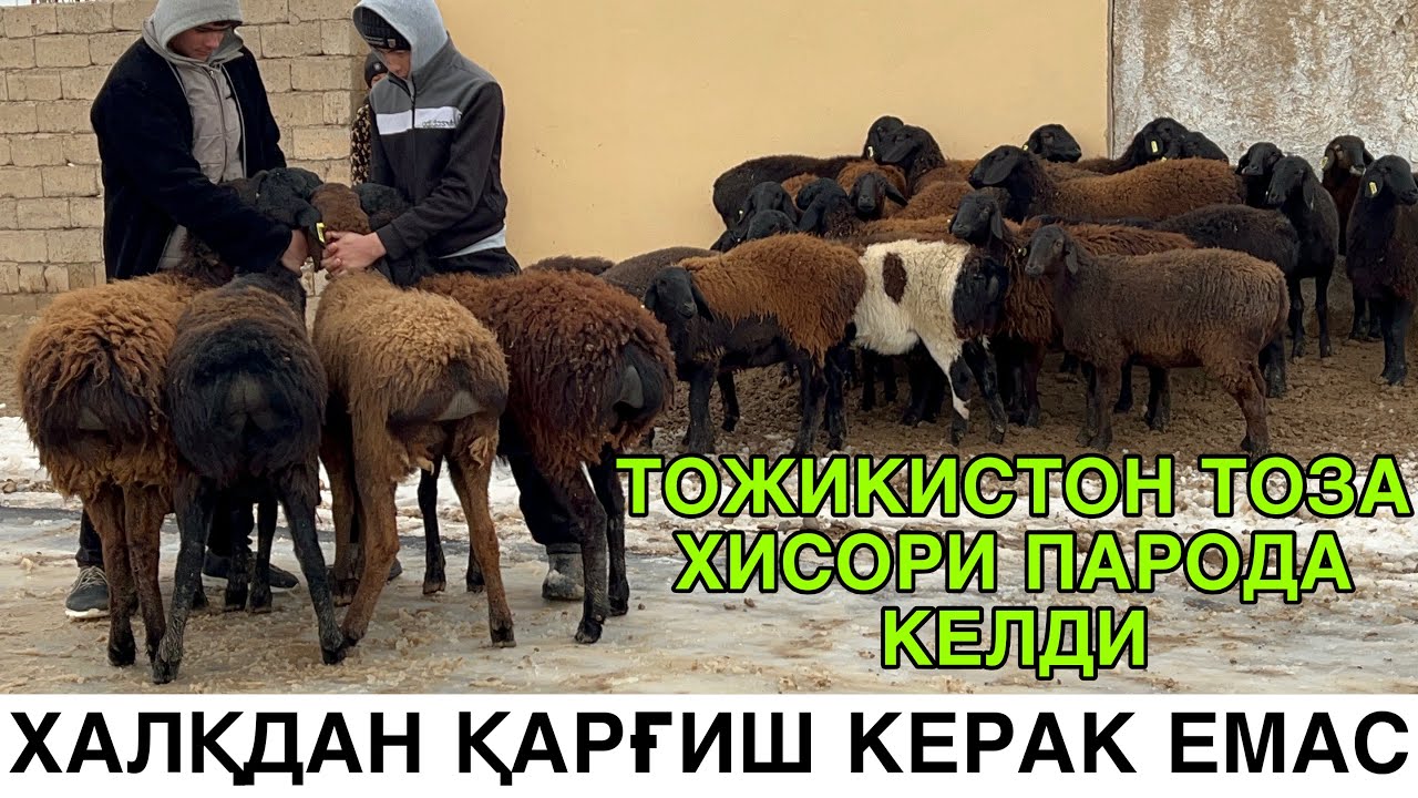 ТОЗА ХИСОРИЛАРИ КЕЛДИ. ☎️+998990593070