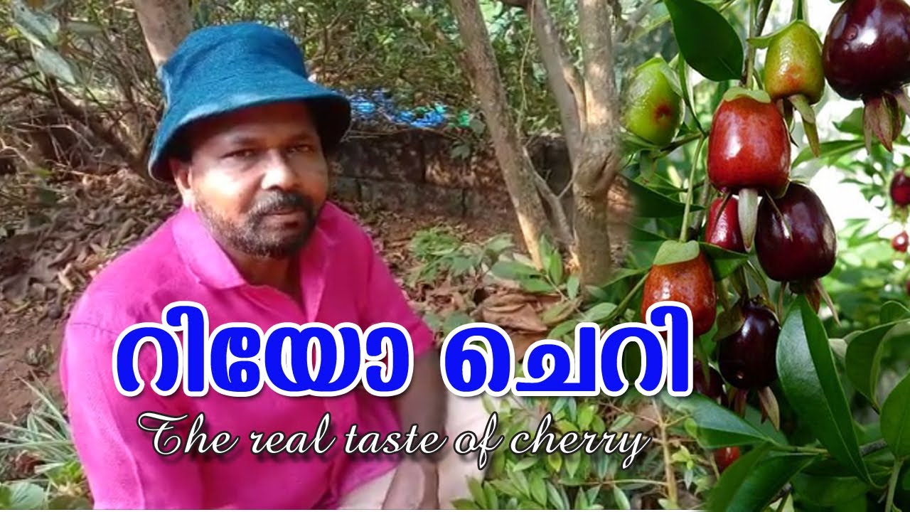RIO CHERRY/ The real taste of cherry