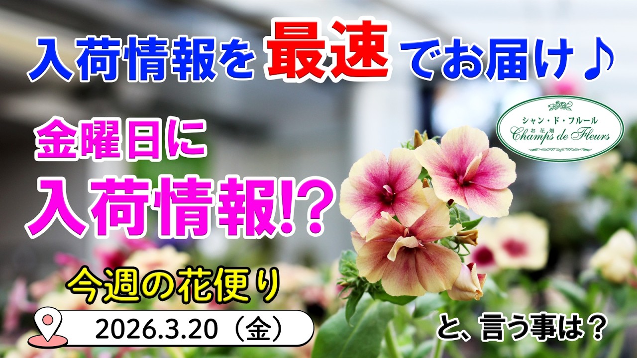今週の花便 #172【2026.3.20】金曜日なのに入荷情報!? という事は…なにかお得がありますよね♪【入荷情報を最速でお届け!!】