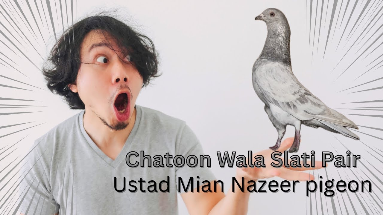 نایاب سلیٹی چٹون والا کبوتروں کا جوڑا 🕊️ | Original Slati Chatoon Pair | Heavy Breed Pigeons