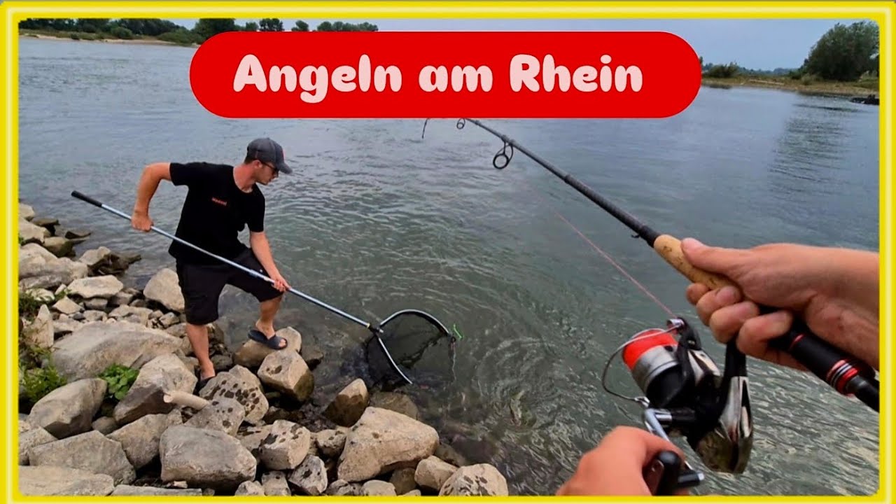 ANGELN am RHEIN 2025. Auf RAUB und FRIEDFISCHE 🎣😵