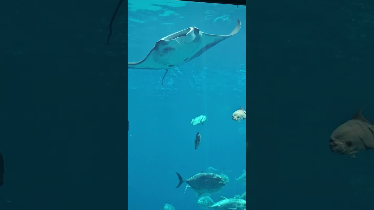 GA AQUARIUM 