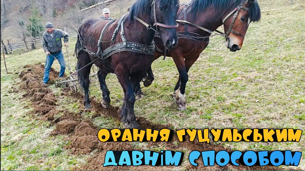 ОРАННЯ ЦІЛИНИ ВЕСНОЮ В КАРПАТАХ ДАВНІМ ГУЦУЛЬСЬКИМ СПОСОБОМ - ТЯГОВІ КОНІ ! Коли орати цілину?