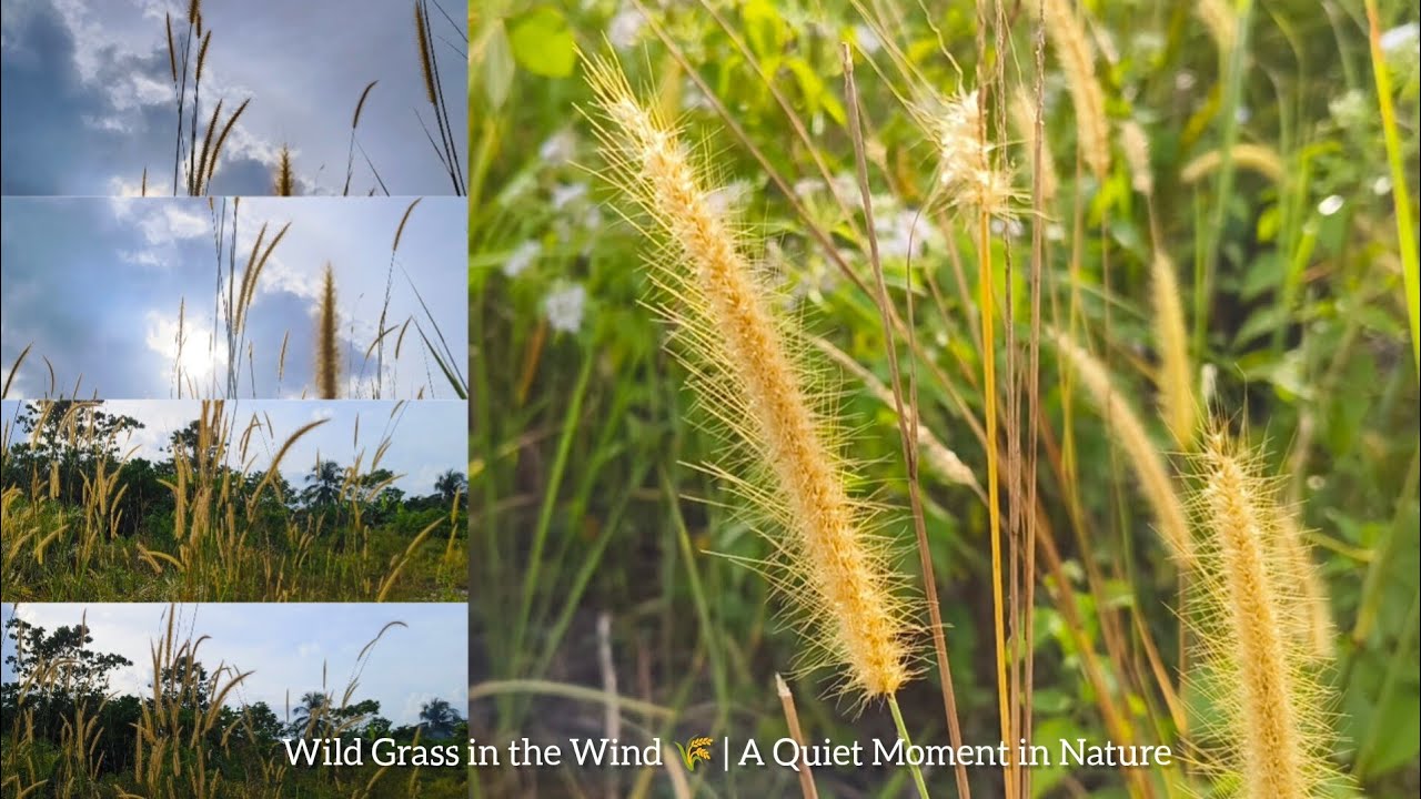 Wild Grass in the Wind 🌾 | A Quiet Moment in Nature