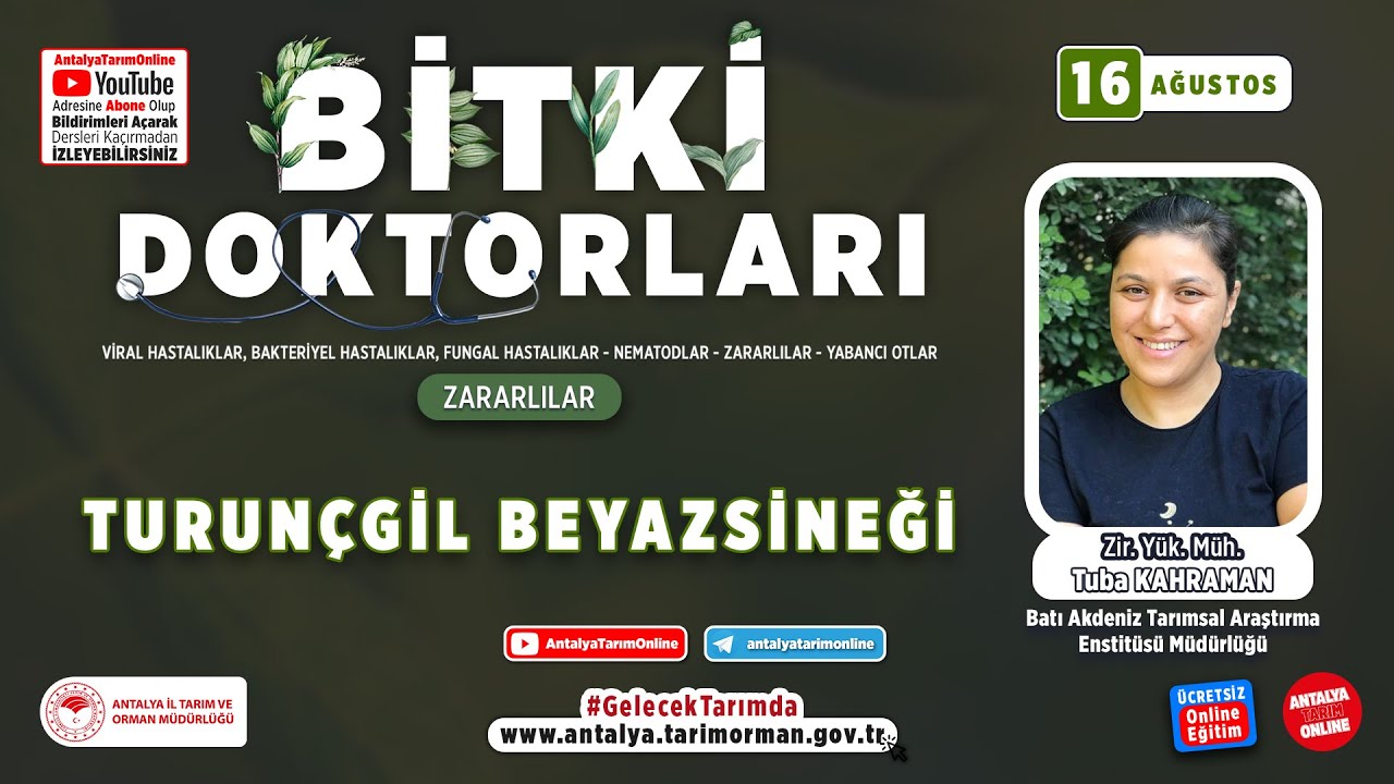 Bitki Doktorları 56 - Turunçgil Beyaz Sineği ( Dialeurodes citri ) ve Mücadelesi