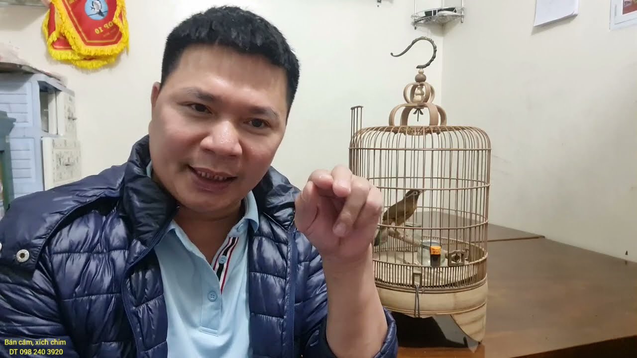 hướng dẫn thuần/ họa mi /ngay tại lồng chơi****