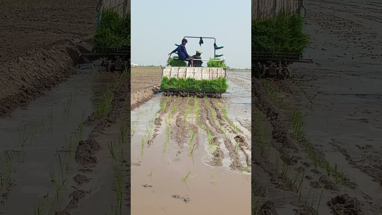 Rice Farming in Pakistan #ricefarming #rice #agriculture