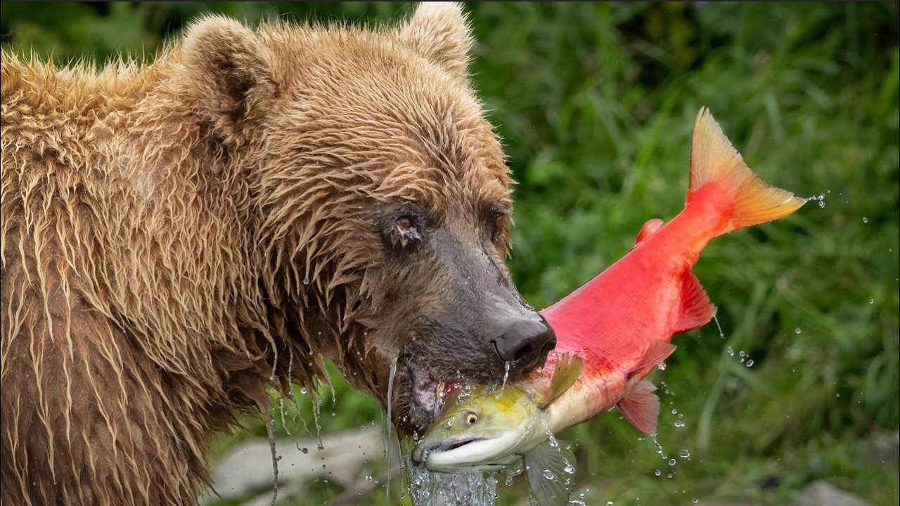 I Sat in a River with a Fishing Bear in Alaska