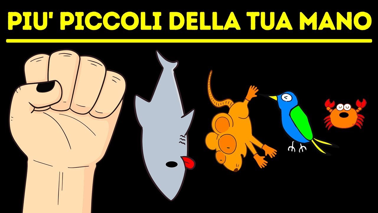 I Mammiferi, I Pesci e Gli Insetti Più Piccoli Del Mondo