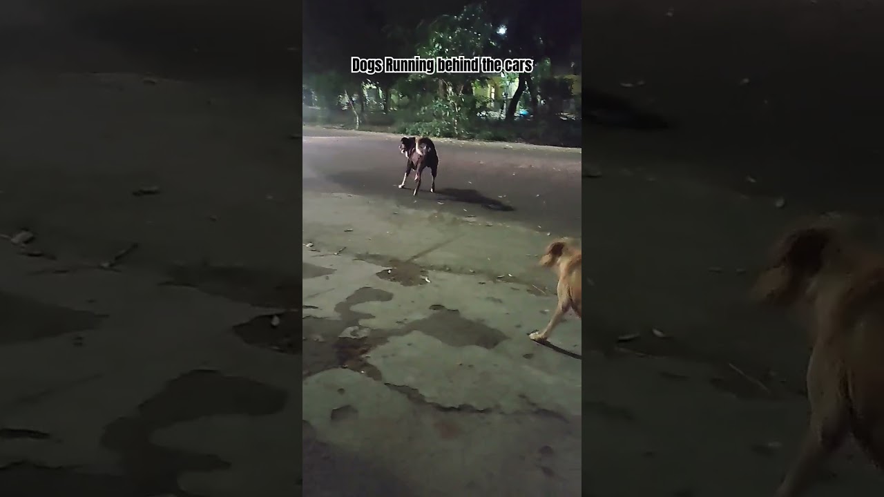 Dogs running behind the car | funny indian street dogs | aggressive dogs #streetdogsofindia