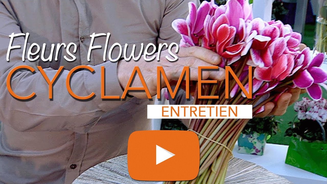 CYCLAMEN-PERSICUM-CYCLAMEN FLOWER-ENTRETIEN