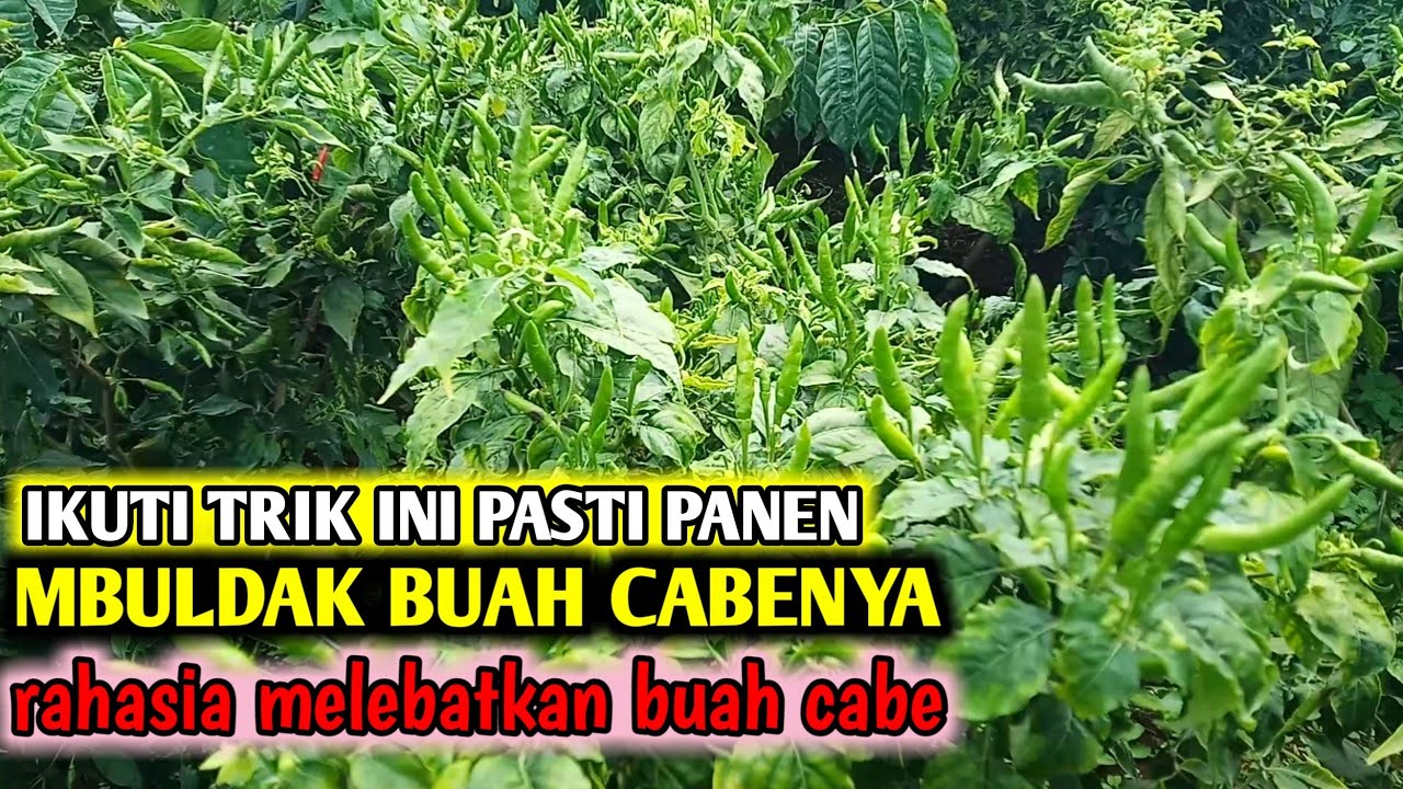 Cara saya dapatkan 3 ton dari 1000 pohon tanam cabe gini caranya cara tanam cabe agar berbuah lebat