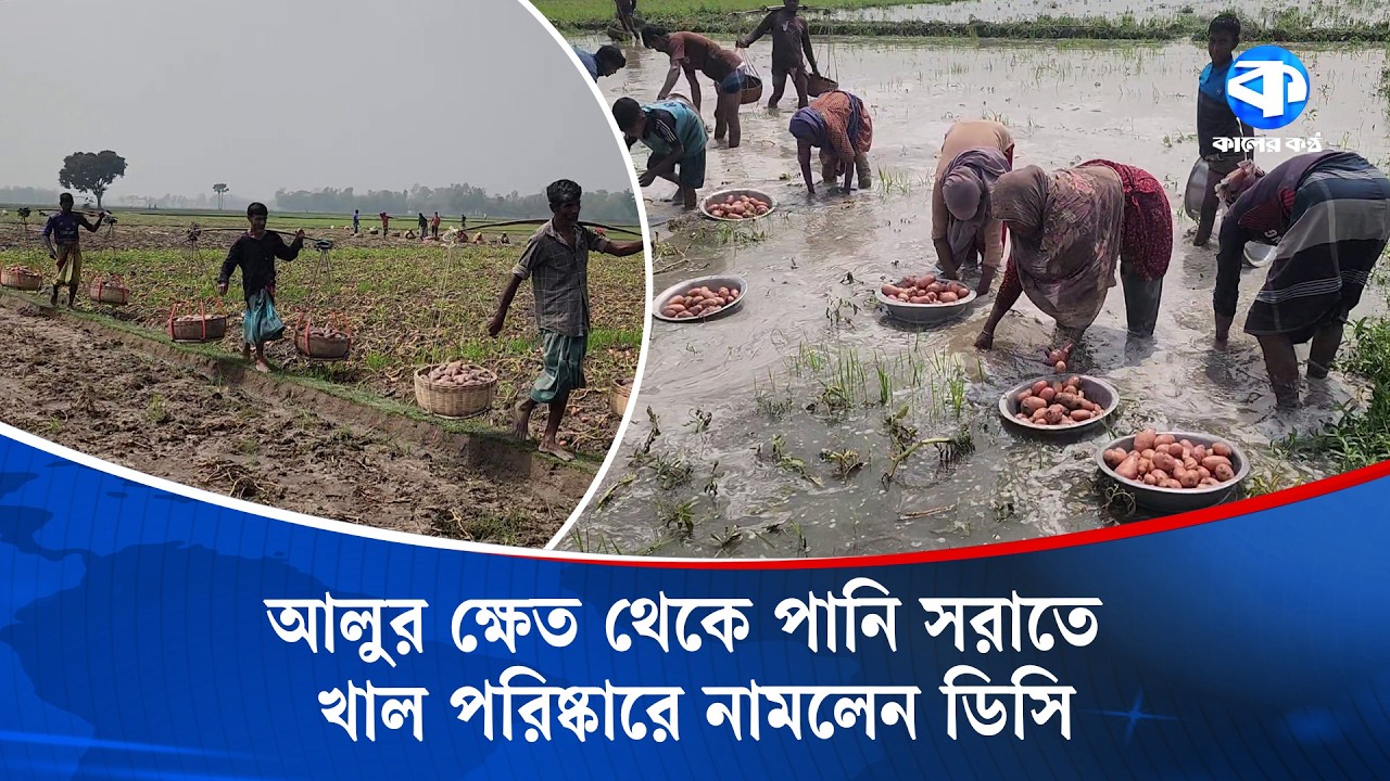 বৃষ্টিতে শত বিঘা জমির আলু পানির নিচে, খাল পরিষ্কারে নামলেন ডিসি | Joypurhat | Kaler Kantho