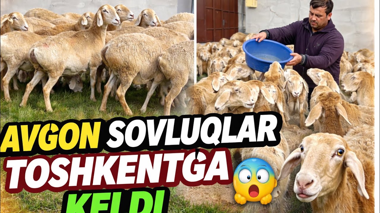 AVGON BUGOZLAR TOSHKENTGA XASANBOYGA KELDI SHOSHILING 💥 90-787-13-13