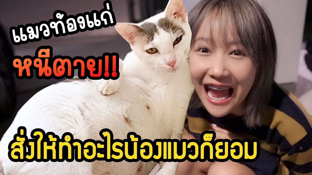 แอบพ่อแม่เลี้ยงแมวจรท้องแก่ในห้องน้ำ น้องฟังภาษาคนออกด้วยนะ (ระวังโดนตก)