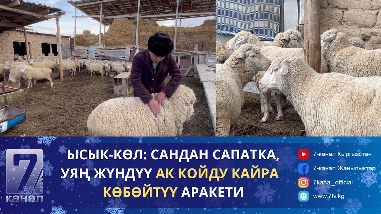 ЫСЫК-КӨЛ: САНДАН САПАТКА, УЯҢ ЖҮНДҮҮ АК КОЙДУ КАЙРА  КӨБӨЙТҮҮ АРАКЕТИ