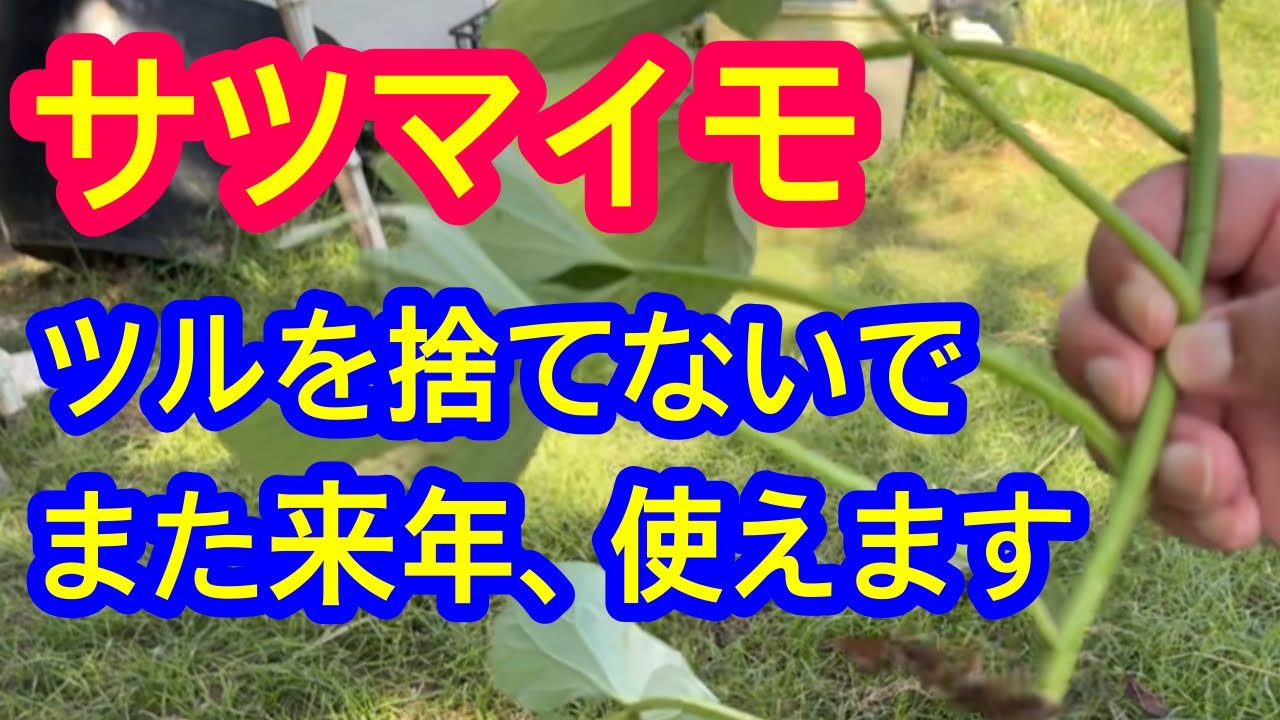【サツマイモ】ツルは再利用できます。だから捨てるともったいないです。来年差し苗として使うための保存方法を実践して解説します。
