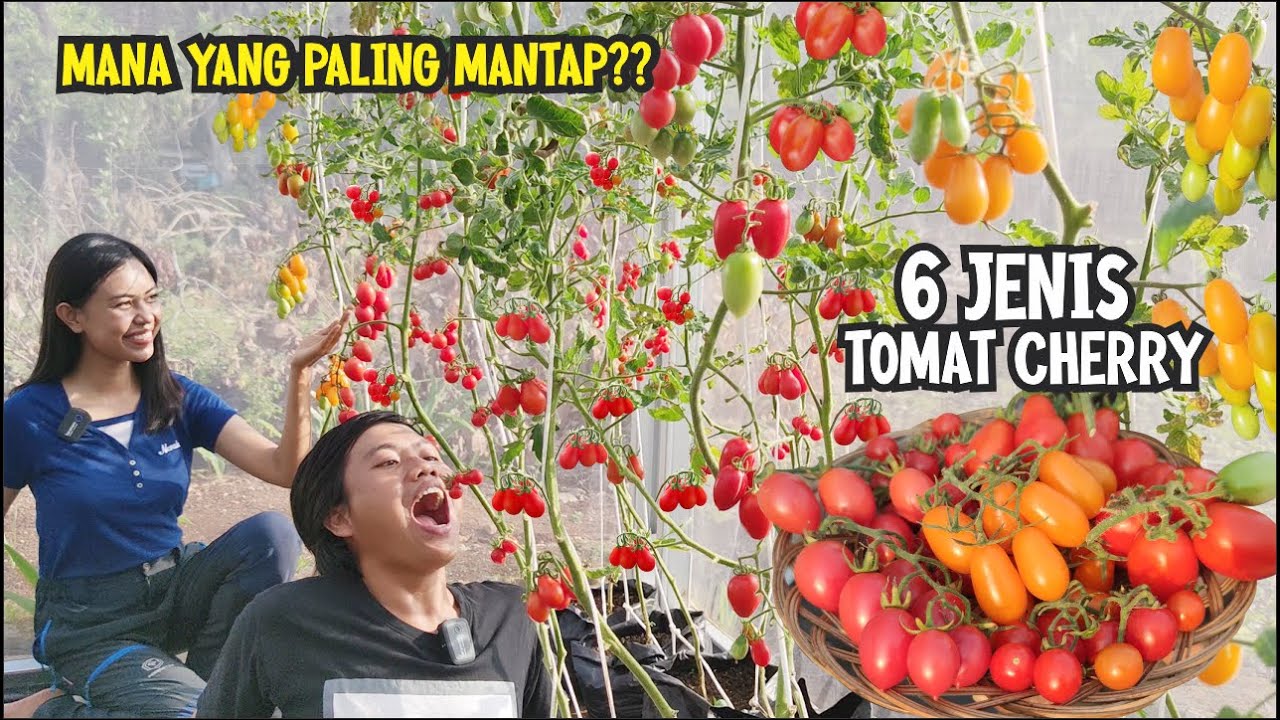 BERBAGAI JENIS TOMAT CHERRY DARI YANG TERENAK SAMPAI YANG BIKIN NYESEL MENANAM DI KEBUN