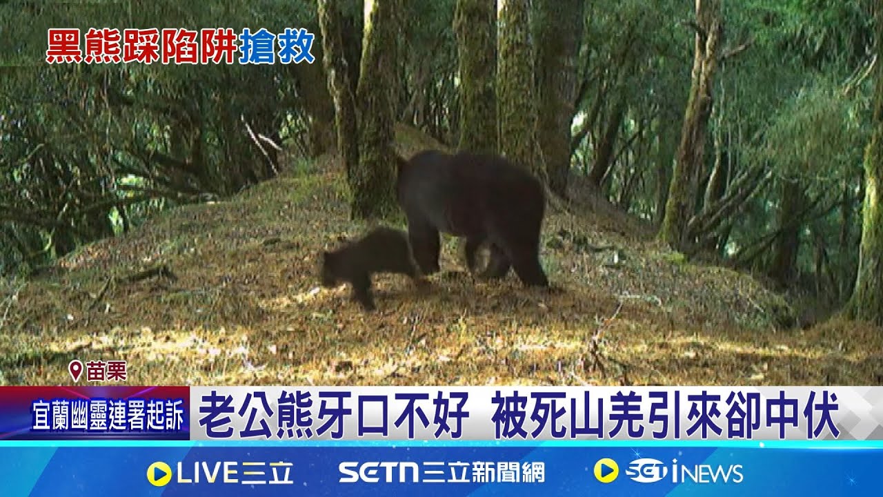 武陵遊憩區黑熊中陷阱 27人連夜搶救 林業署調查黑熊族群增 從高山往淺山遷｜記者 吳俊賢 張裕坤｜萌寵54來當家20250619｜三立新聞台