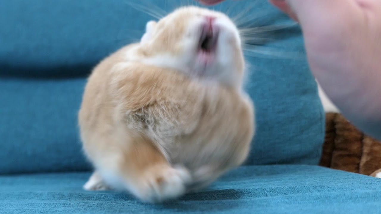 うさぎとは思えぬブチ切れ方がこちら