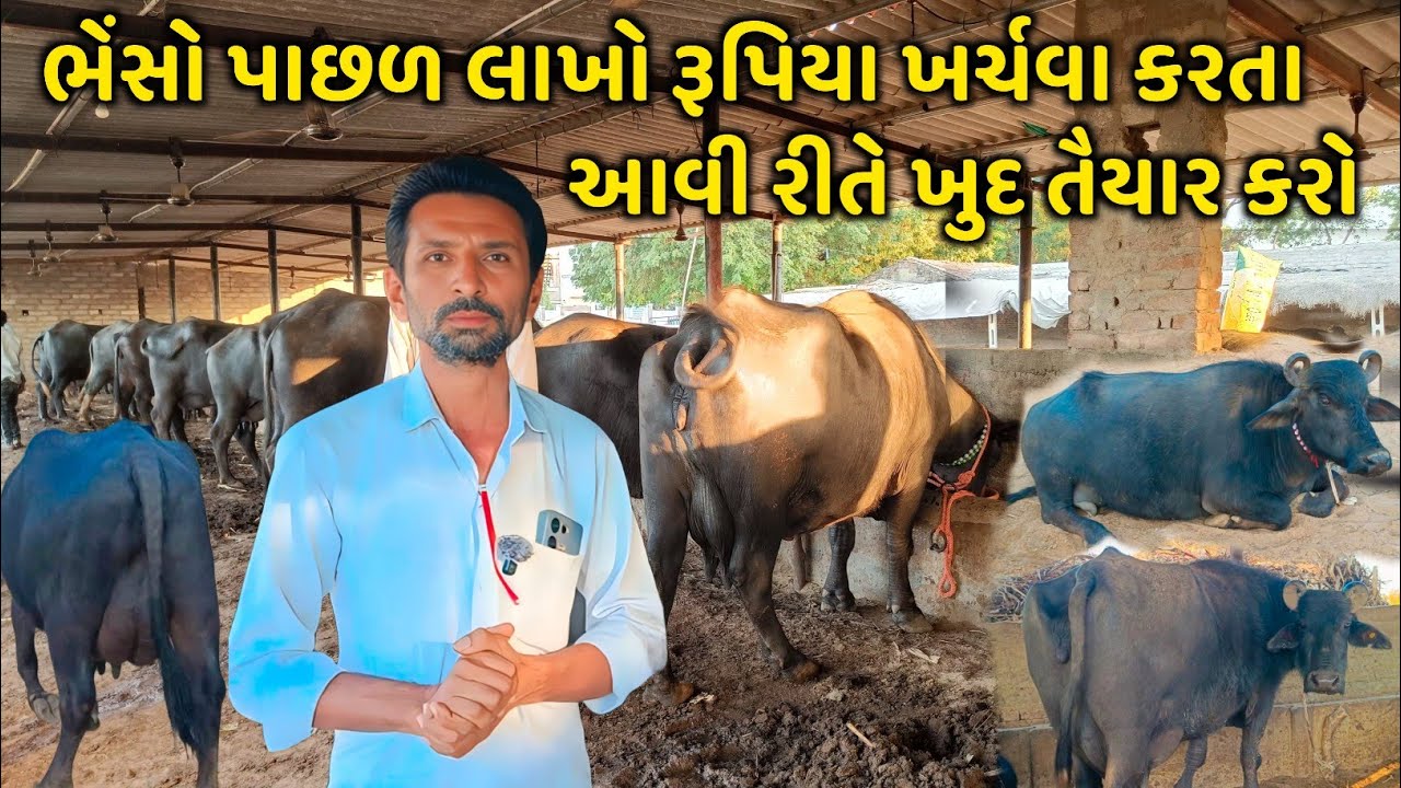 આવી રીતે ઘરે તૈયાર કરો લાખોના મૂલ્યની ભેંસો 👌🥰