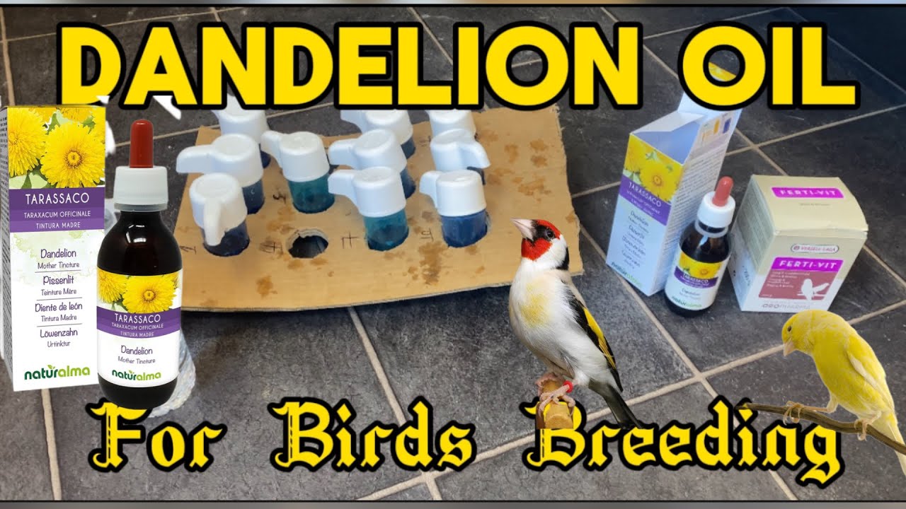 Dandelion oil for breeding birds