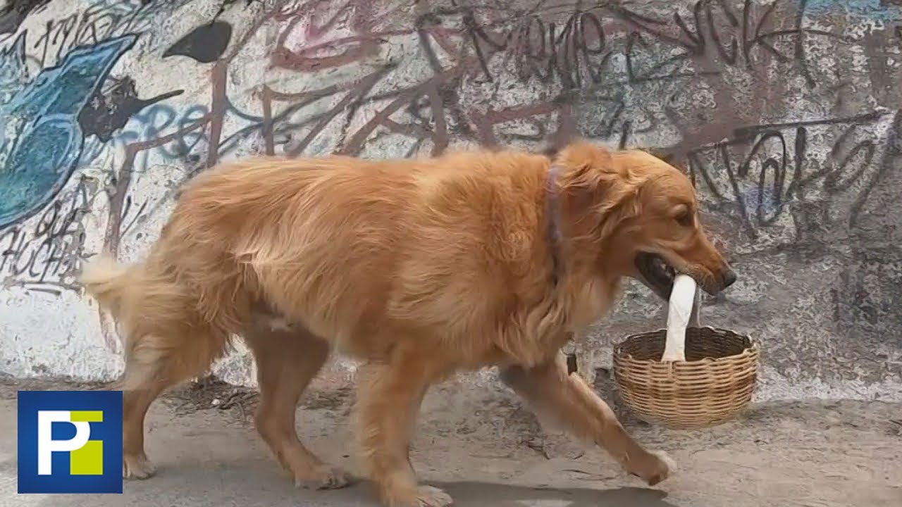 Zeus, el perro que durante la pandemia ayuda a hacer las compras