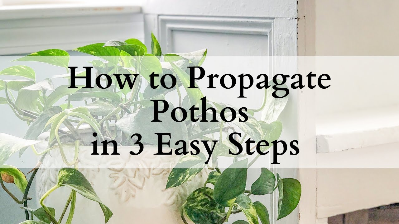 How to Propagate Pothos in 3 Easy Steps