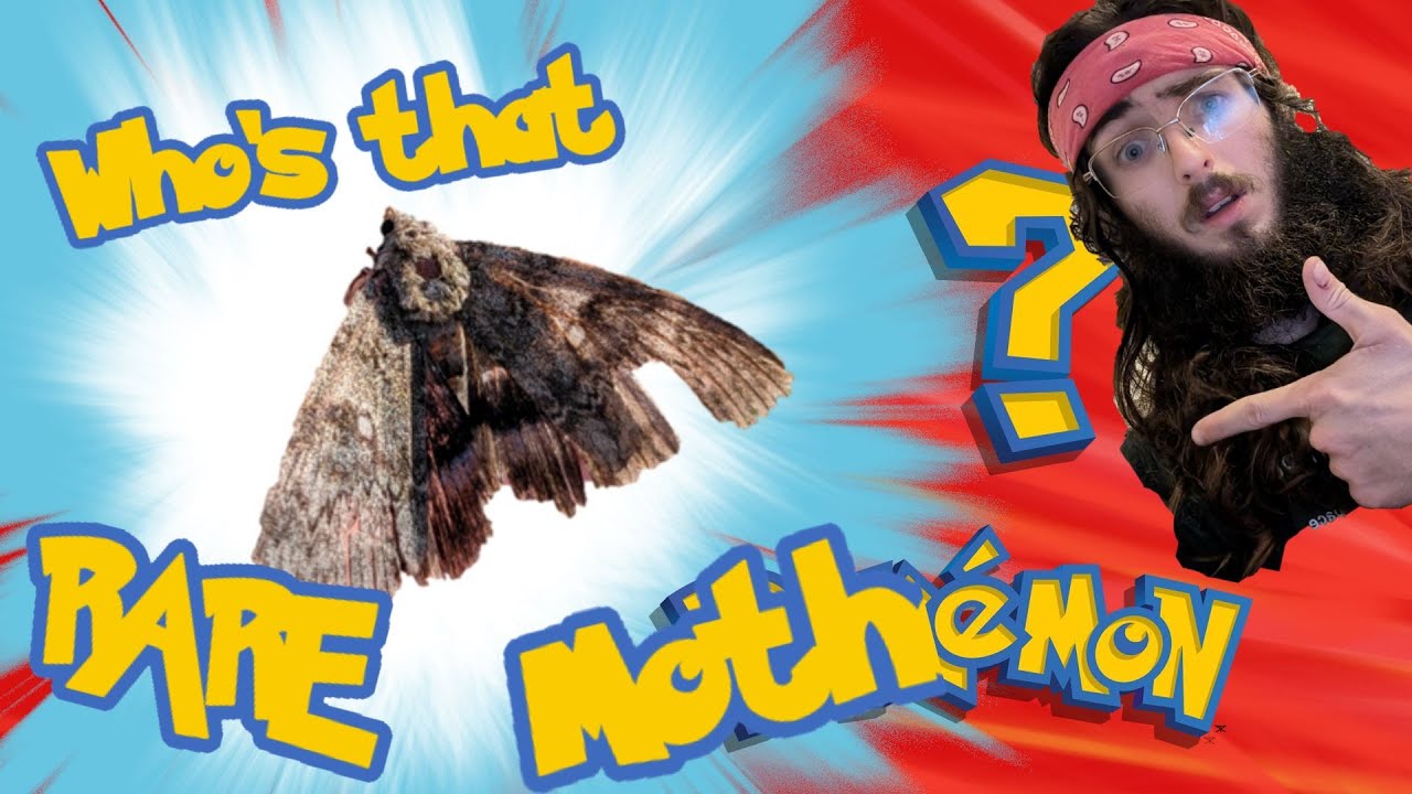 Rare Moth?! London Moth trapping, What else did I find?! Ep. 1 #moths #nature